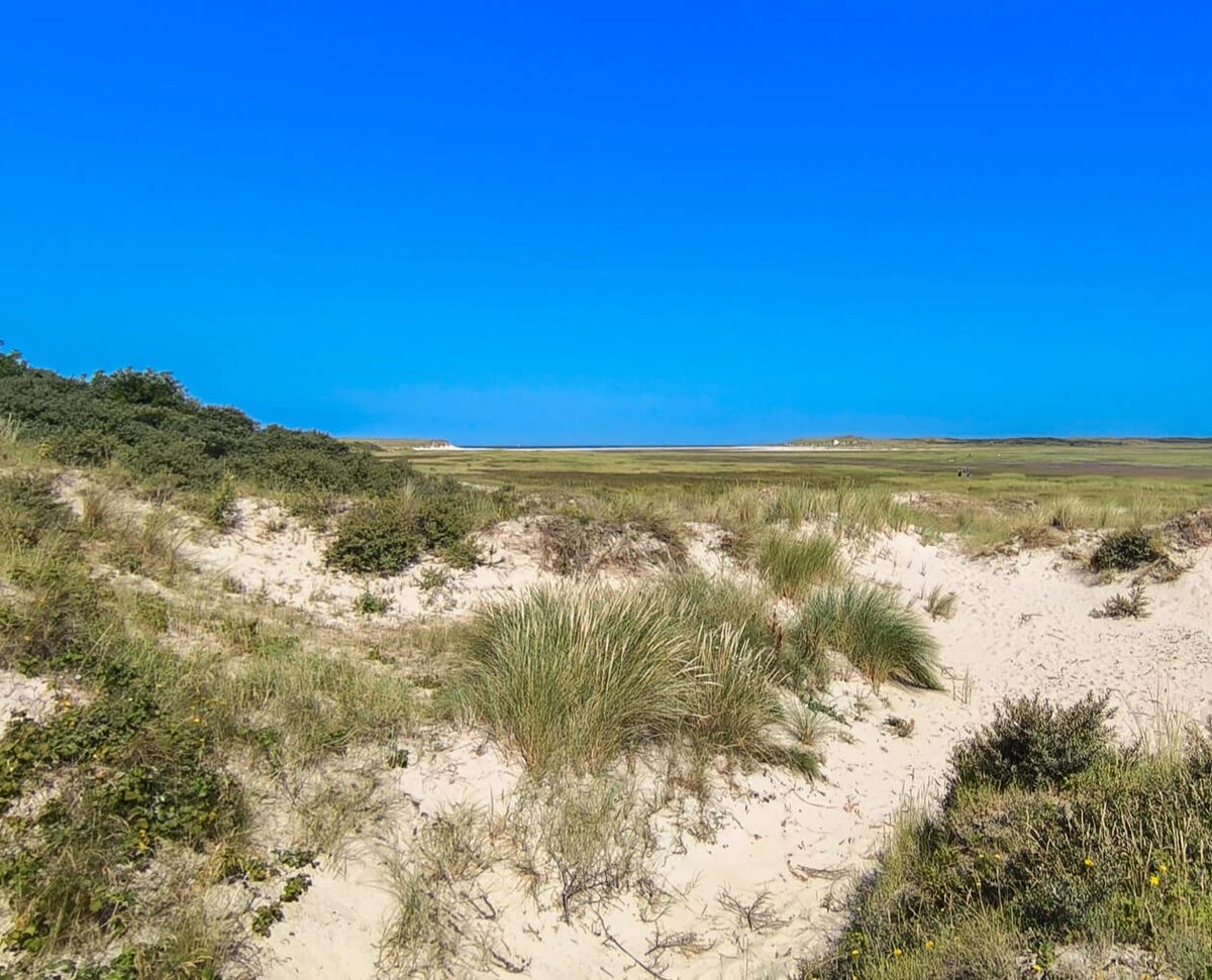 De Slufter — duinen en helmgras