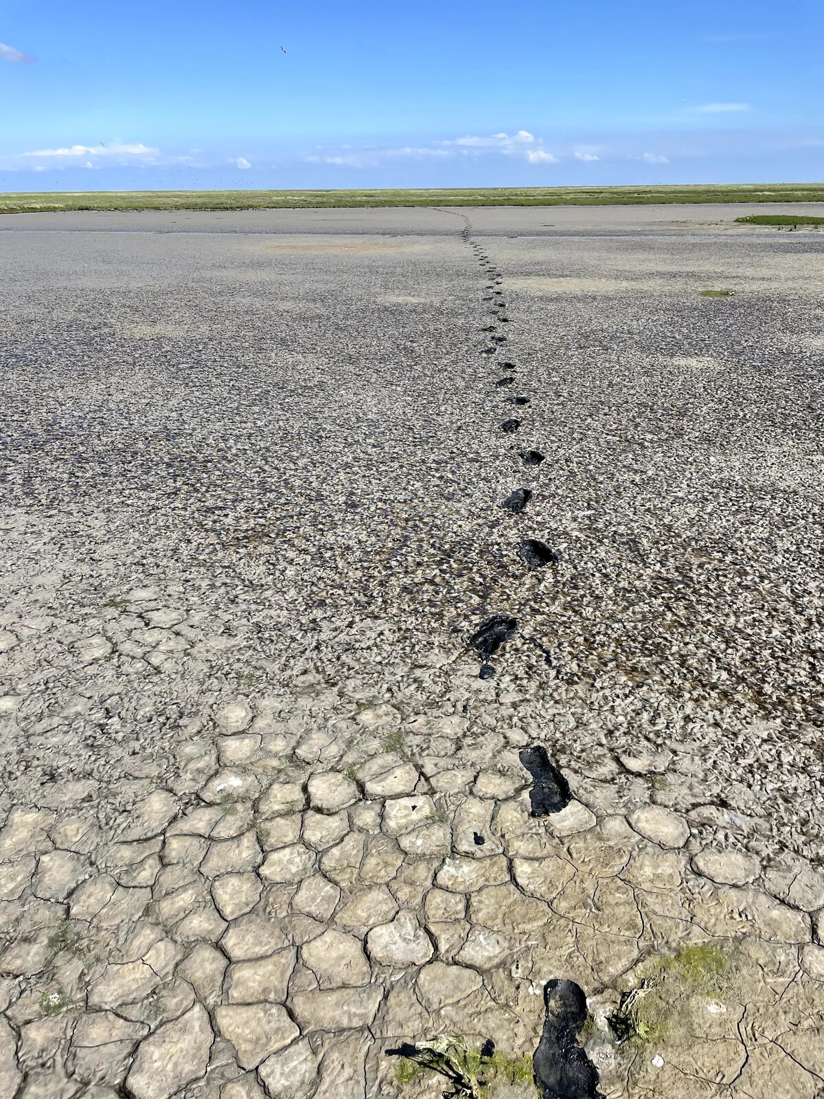 Het wad bij laag water